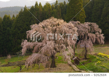 Weeping cherry blossoms underwater Weeping cherry blossoms underwater 9262684