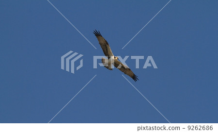 Ospreek who searches for food from over the living creature Ospreek who searches for food from over the living creature 9262686