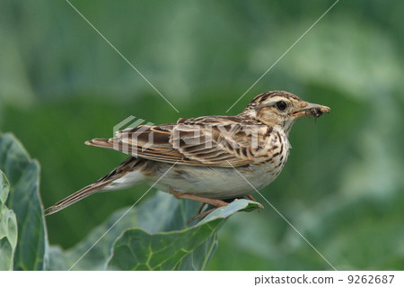 A lark that captured a living spider A lark that captured a living spider 9262687