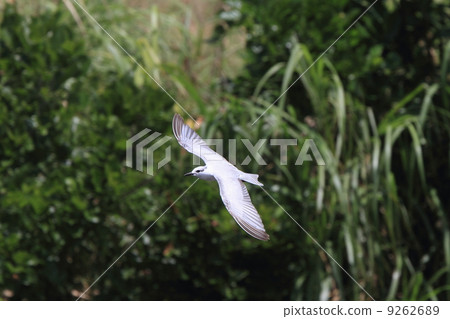 生物鳥Hajiro Crohala燕鷗，在石垣島越冬 9262689