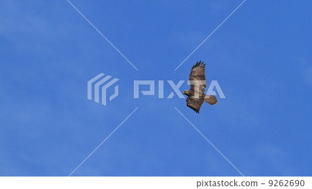 生物鳥nosuri 生物鳥nosuri 9262690