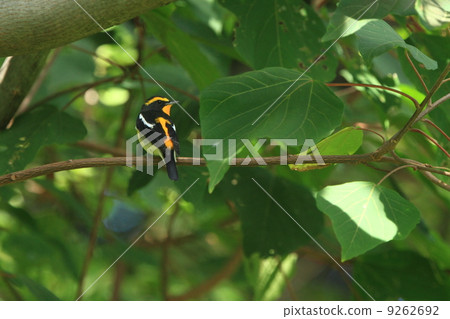 停止在生物分支的男性cubitaki 9262692