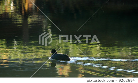 Creature rush quickly Creature rush quickly 9262694