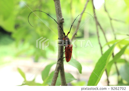 生物Hoshi Benikamikiri 9262702