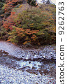 秋天的樹葉 9262763