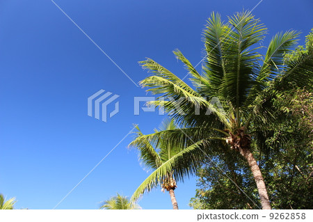 Palm and blue sky of Saipan Managaha island 9262858