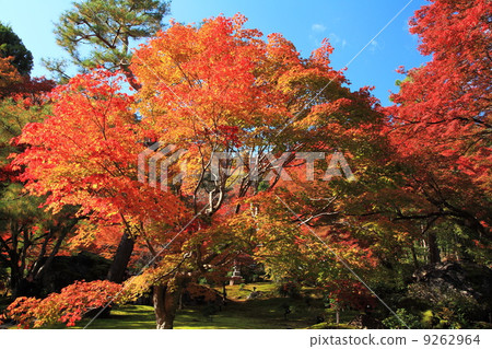 Fall of Tenryu Temple Fall of Tenryu Temple 9262964