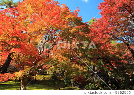 Fall of Tenryu Temple Fall of Tenryu Temple 9262965