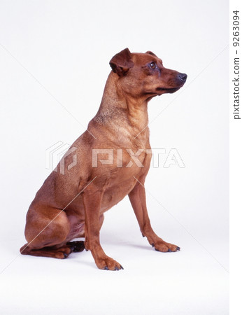 Minipin shell 9263094