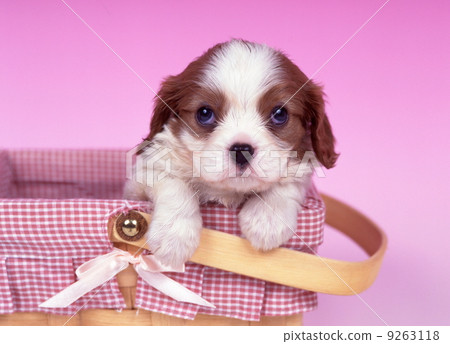 可愛的Cavalian小狗 9263118