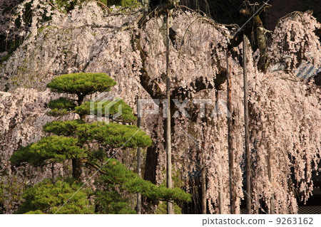 山的分枝櫻花 山的分枝櫻花 9263162