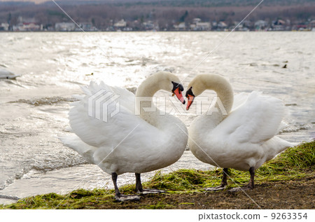 天鵝天鵝 9263354
