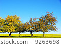 Yellow trees in yellow field 9263698