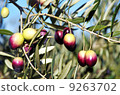 Olives on branch at portuguese field 9263702