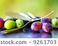 Ripe Olives, olives in olive tree branch 9263703