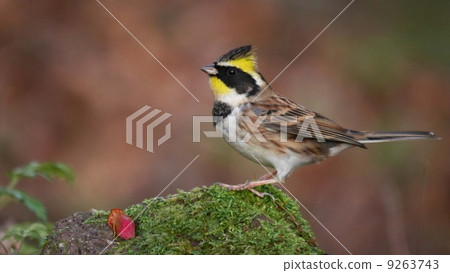 Miyama Hojirō's male Miyama Hojirō's male 9263743