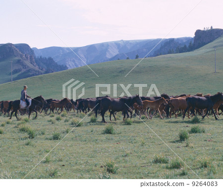 Yamanashi army Baba grazing Yamanashi army Baba grazing 9264083