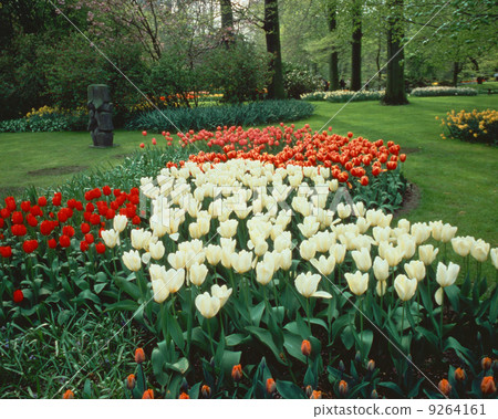 Tulip in Keukenhof Park in the Netherlands Tulip in Keukenhof Park in the Netherlands 9264161