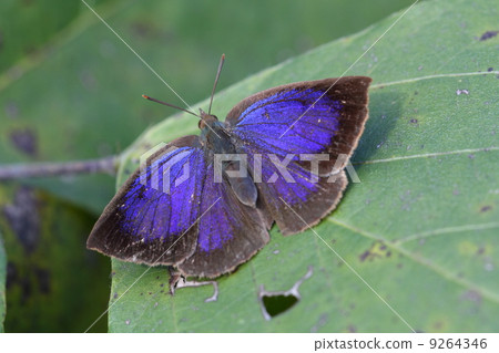 Murashiki Sajimi 9264346