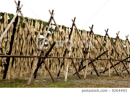 製作日本泡菜 9264493