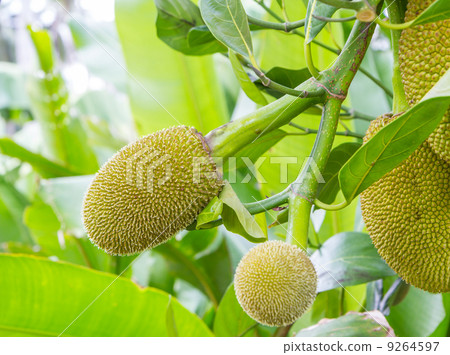 Jackfruit 9264597