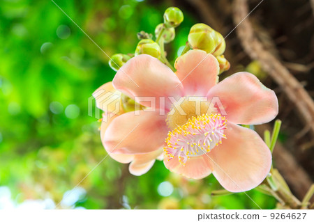 Beautiful Cannonball flower 9264627