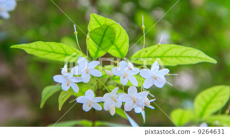 white flower orange jessamine 9264631