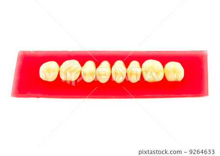 Synthetic resin teeth Synthetic resin teeth 9264633