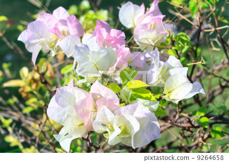 white and pink paper flower,Bougainwillea white and pink paper flower,Bougainwillea 9264658