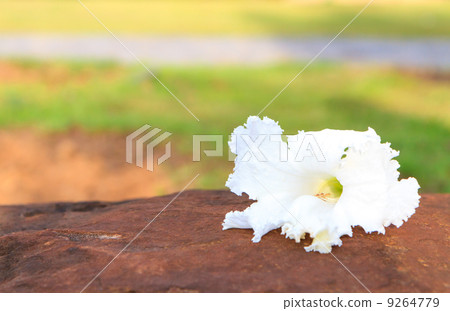 Vegetable Humming Bird ,Sesban Agasta 9264779