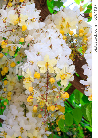 white golden shower 9264837