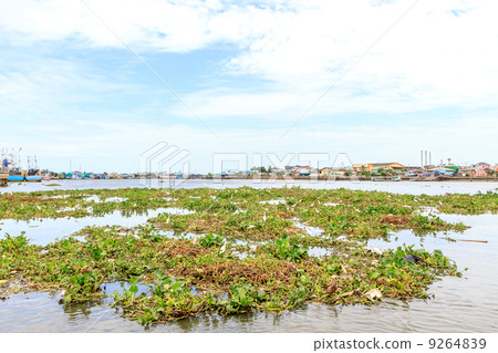 Many birds feed on water hyacinth estuary. 9264839