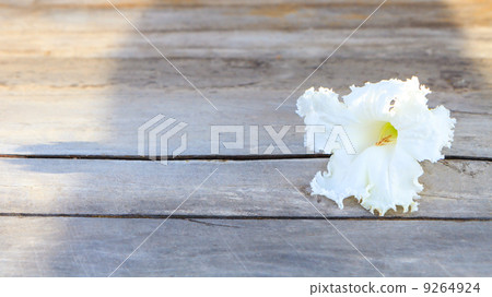 Vegetable Humming Bird ,Sesban Agasta on wood background 9264924