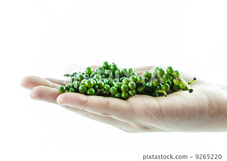 Fresh green pepper on hand isolate 9265220