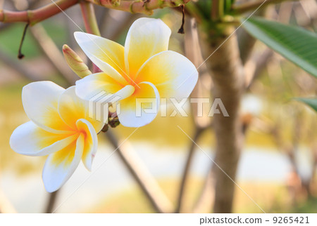 white frangipani 9265421