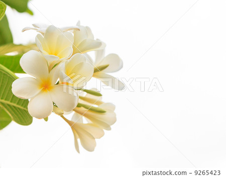 white frangipani on white background 9265423