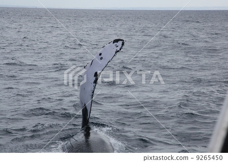 Humpback Whale Whale Okinawa Kerama Islands East China Sea Whale Watching Humpback Whale Whale Okinawa Kerama Islands East China Sea Whale Watching 9265450