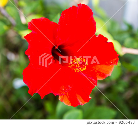 Hibiscus Hibiscus 9265453