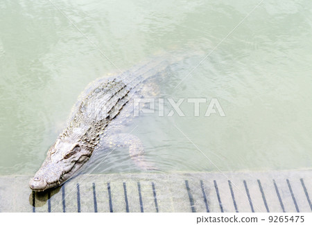 crocodile 9265475