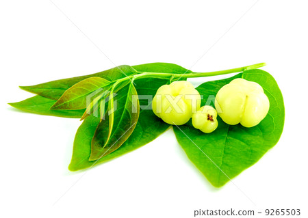 Star gooseberry or Phyllanthus acidus Star gooseberry or Phyllanthus acidus 9265503