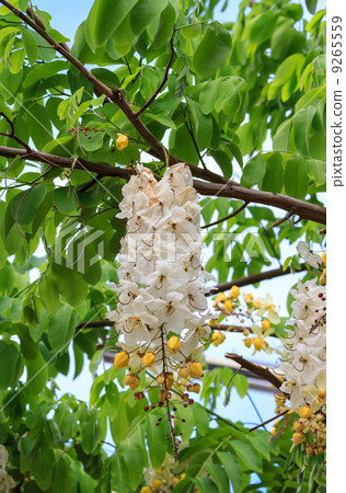 white golden shower 9265559