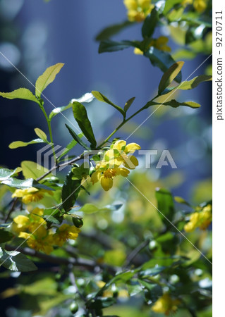 米老鼠樹的真名是奧庫納。 9270711