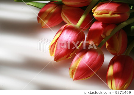 tulip 9271469