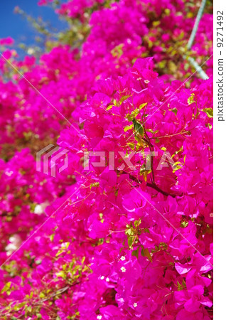 Bougainvilla 9271492