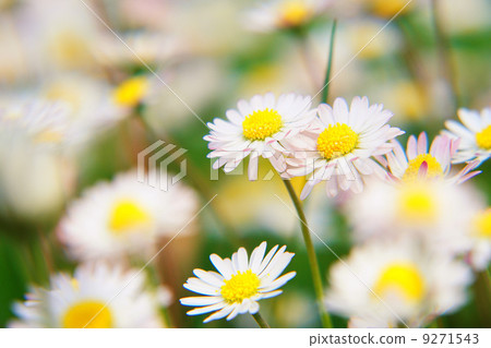 Spring Flowers 9271543