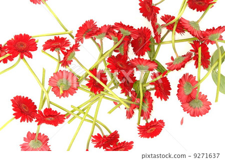 red Gerbera flowers on white red Gerbera flowers on white 9271637