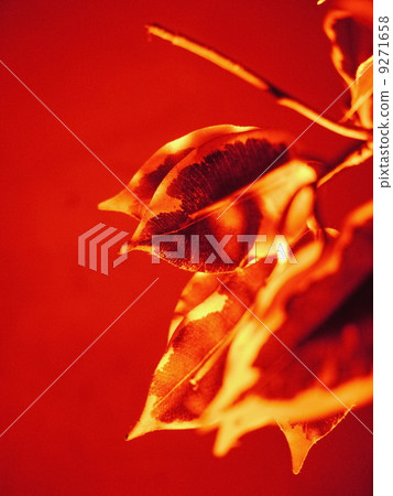 Floral Abstract 9271658