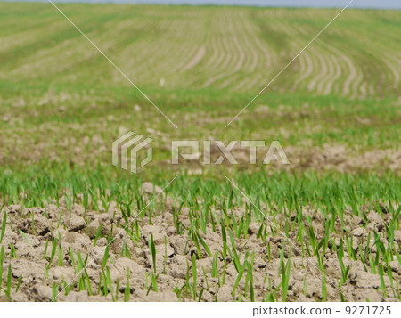 field field 9271725