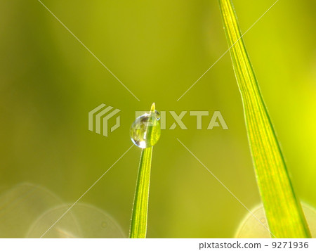 fresh green grass 9271936