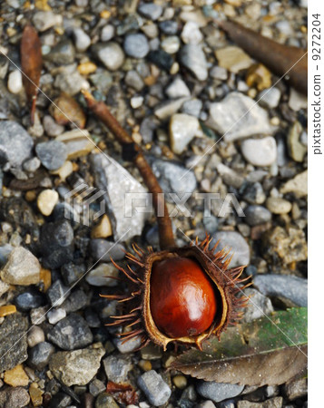 chestnut horse conker chestnut horse conker 9272204